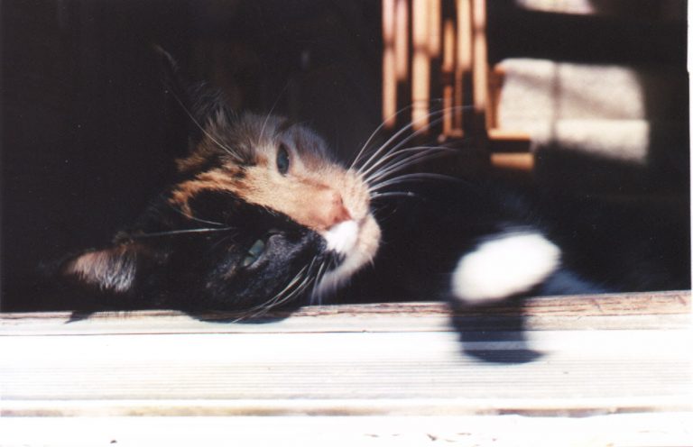Still Life