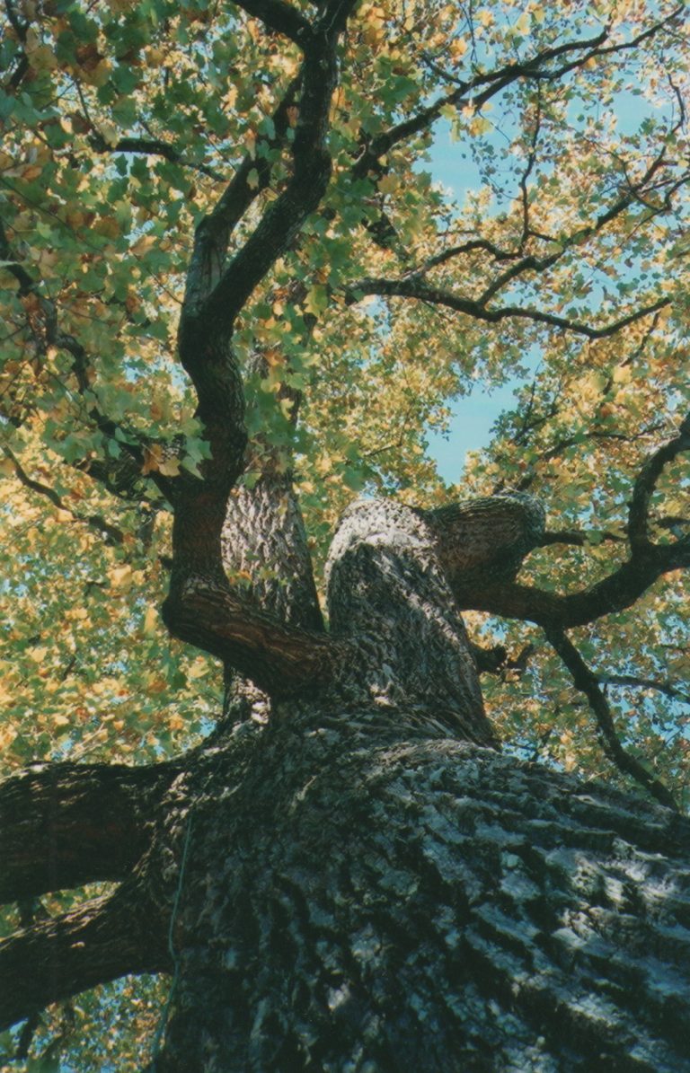 Tulip Poplar